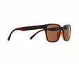 Spect Red Bull Eliot Sunglasses Shiny Havana w Brown lens - Solglasögon - D502392 - 1